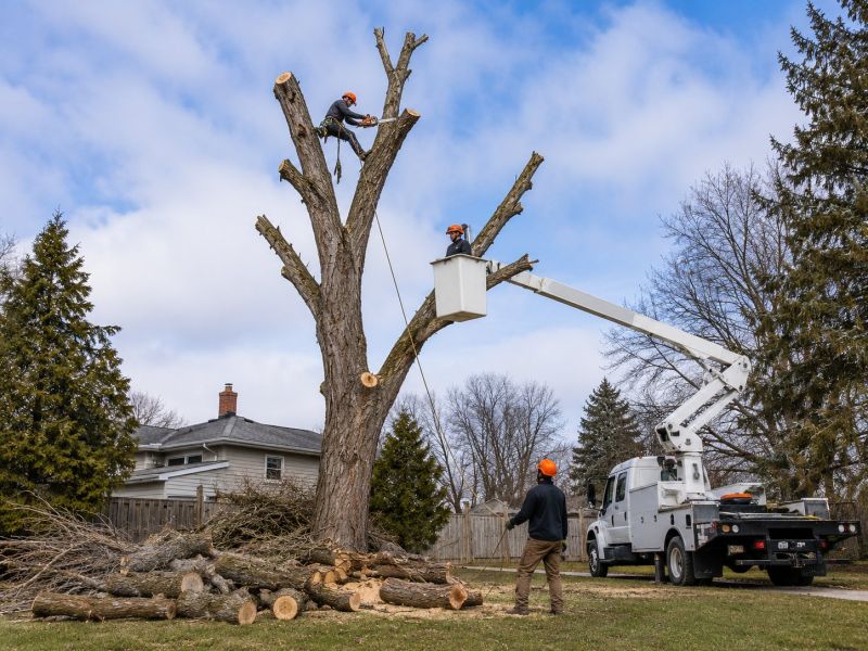 Cherry Tree Removal in Reno, NV