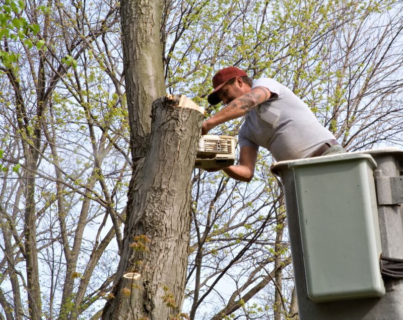 Contact About Tree Services