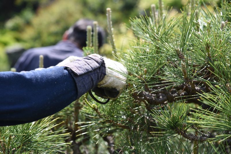Apple Tree Pruning in Pottstown, PA