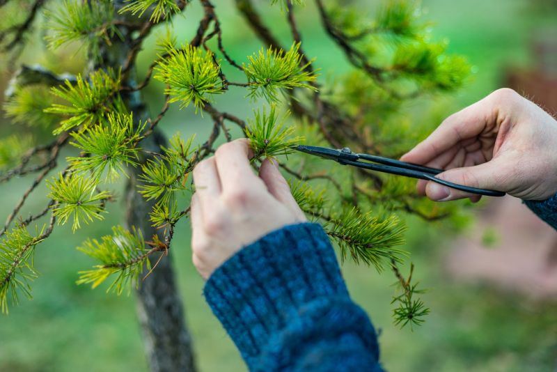 Beech Tree Pruning in Doylestown, PA