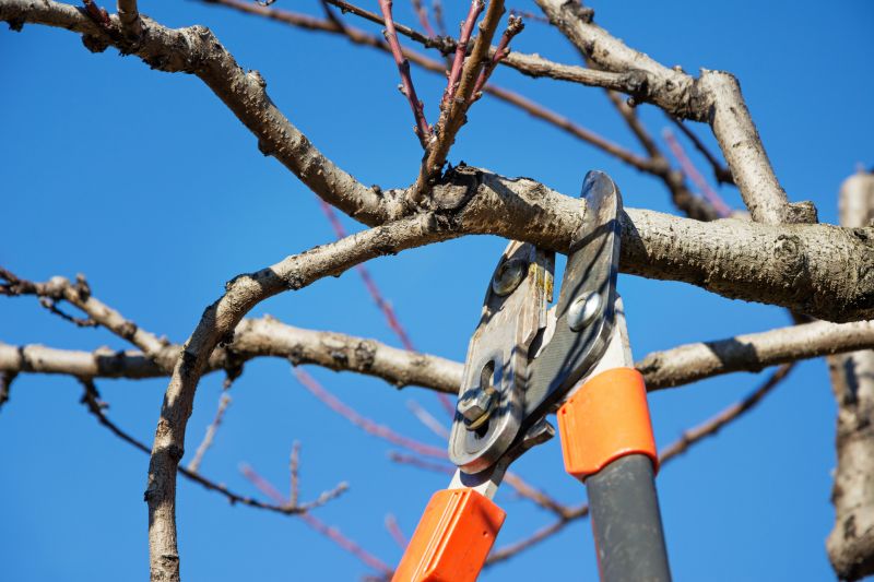 Beech Tree Pruning in Allentown, PA