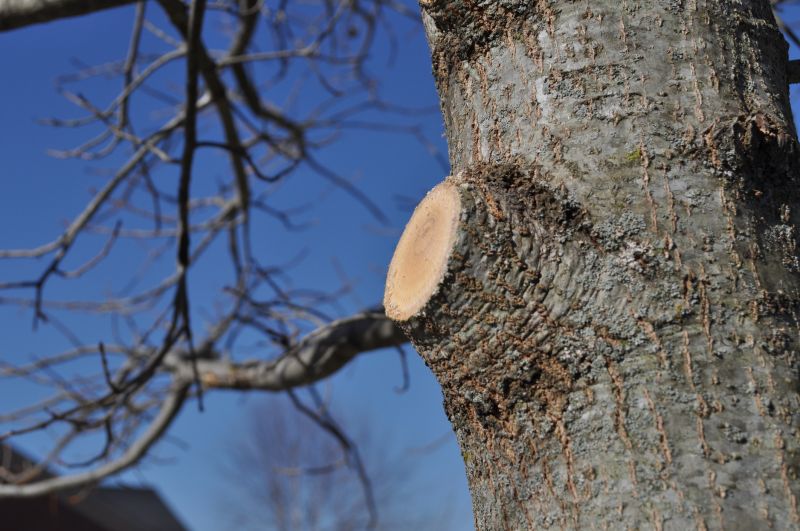 Birch Tree Pruning in Allentown, PA