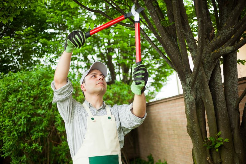 Tree Services