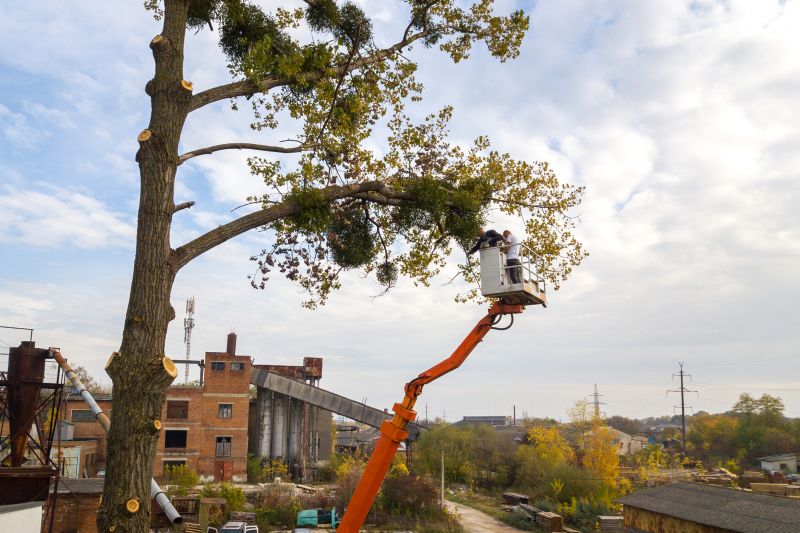 Tree Services