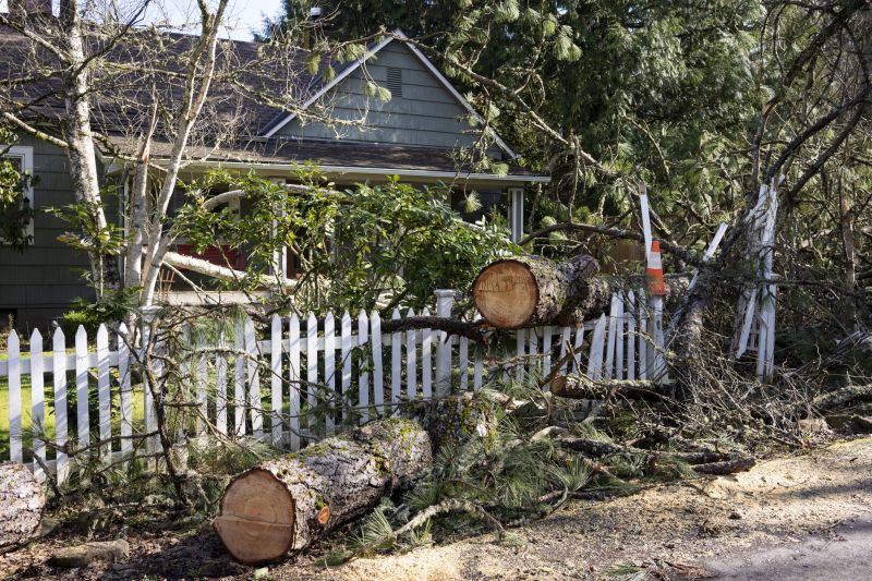 Dead Branch Removal in Pottstown, PA