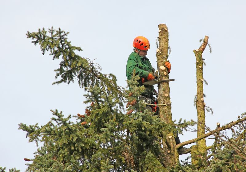 Tree Services detail
