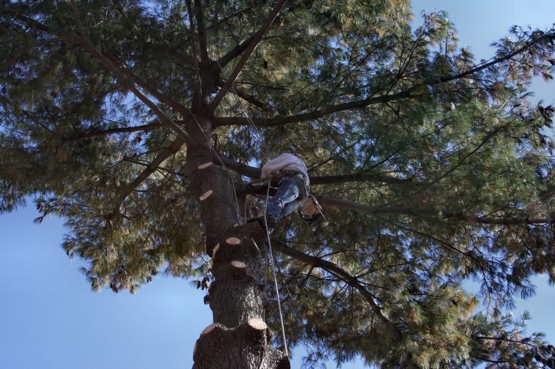 Tree Services detail