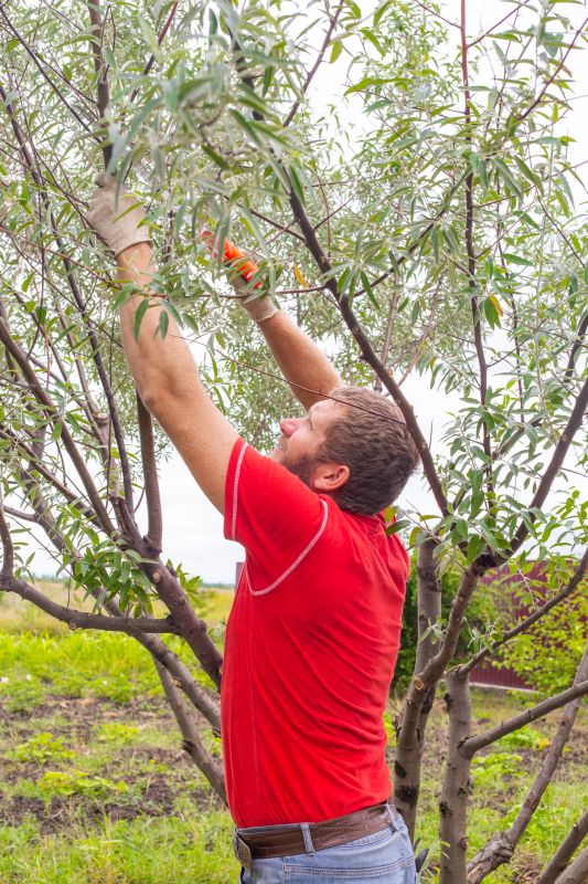 Pear Tree Pruning in Allentown, PA