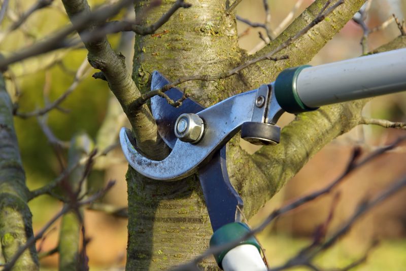 Pear Tree Pruning in San Jose, CA