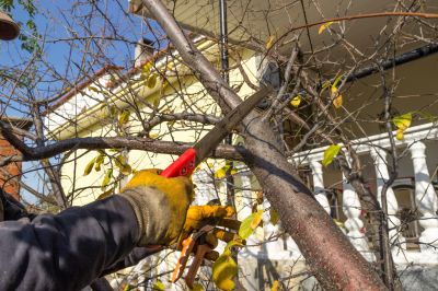 Tree Pruning in San Jose, CA