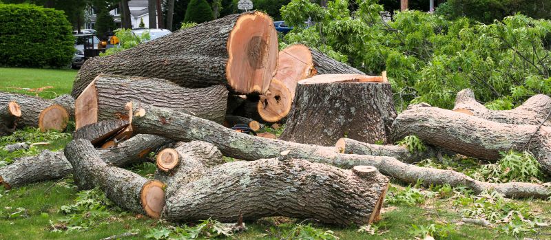 Tree Removal Service in San Jose, CA
