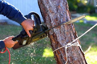 Tree Service in San Jose, CA